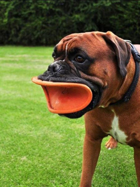 Смешные собаки с летающими дисками в зубах (16 фото)
