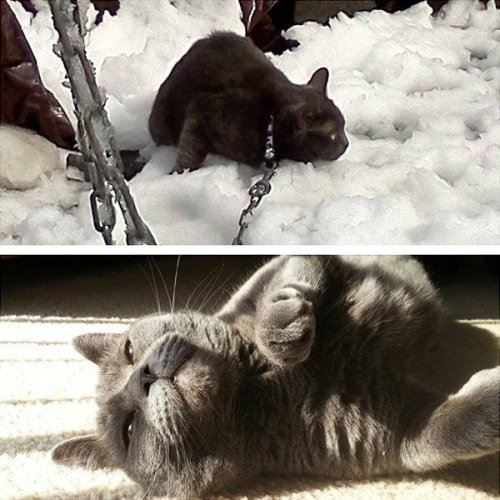 Прелестные животные до и после того, как обрели дом и любящих хозяев (27 фото)