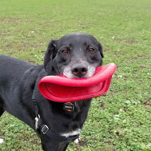 Смешные собаки с летающими дисками в зубах (16 фото)