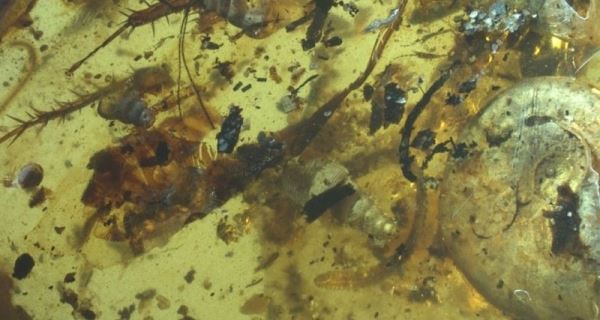 В куске янтаря обнаружены древнейшие морские существа