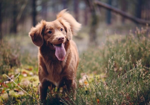Ученые рассказали, как владение собакой влияет на здоровье