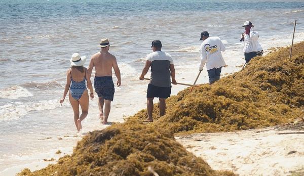 Туристы не хотят ехать в Мексику из-за водорослей